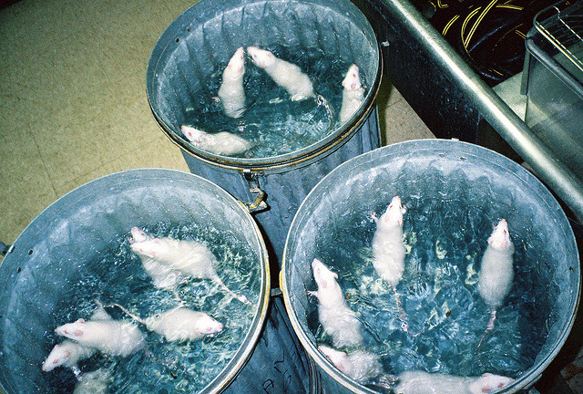 Drowing Rats Legal Abuse and “Learned Helplessness” (Including Commentary on the ...